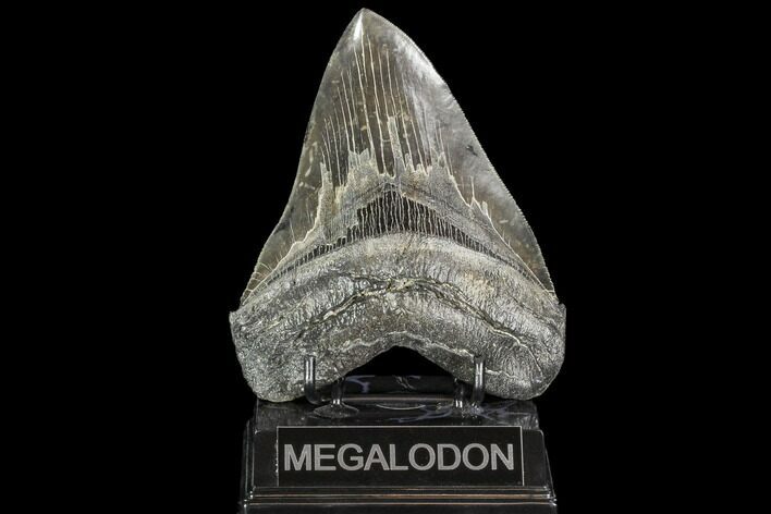 Serrated, Fossil Megalodon Tooth - Georgia #104555